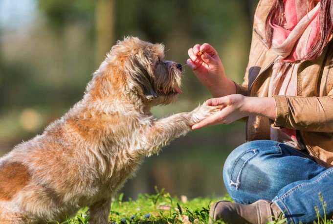 Healthy Soft Dog Treats