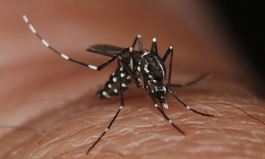 Why Plano’s Warm Winters Keep Mosquitoes Active Year-Round