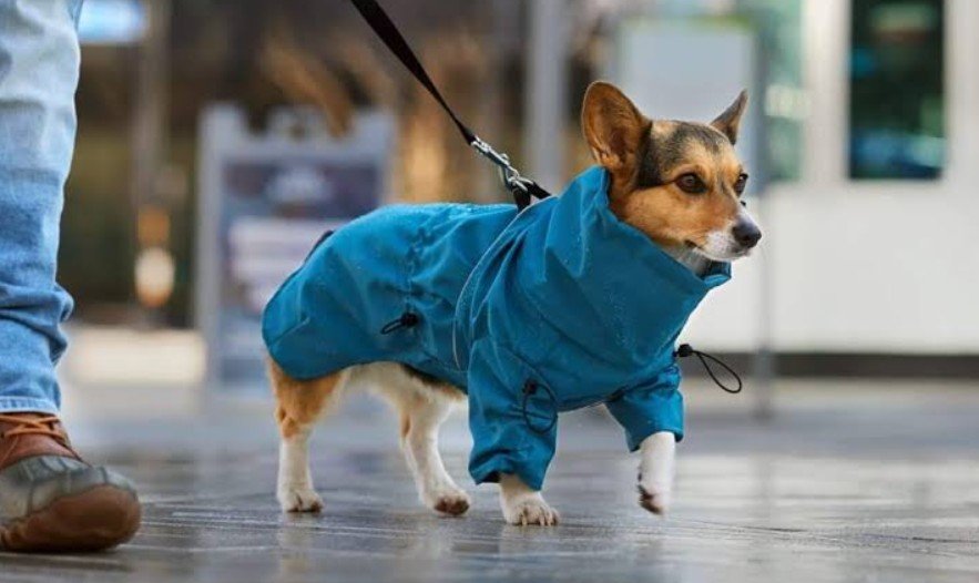 Pet Fashion That Puts Comfort and Safety First